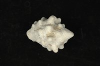 藏品(大岩螺)的圖片